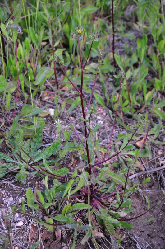 Helminthotheca echioides